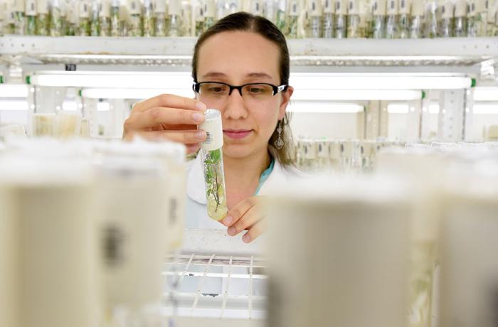 A worker at the Agrobiodiversity Research Area of the International Center for Tropical Agriculture (CIAT)  holds a seedling plant in a glass vial.    Photo: CIAT/Neil Palmer.